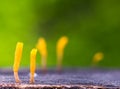 Dacryopinax spathularia,an edible jelly fungus,with defocus of g Royalty Free Stock Photo