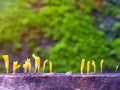 Dacryopinax spathularia,an edible jelly fungus Royalty Free Stock Photo