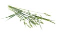 Dactylis glomerata, also known as cock`s-foot, orchard grass or cat grass. Isolated Royalty Free Stock Photo