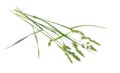 Dactylis glomerata, also known as cock`s-foot, orchard grass or cat grass. Isolated