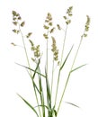 Dactylis glomerata, also known as cock`s-foot, orchard grass, or