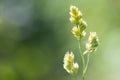 Dactylis glomerata - perennial herbaceous forage plant Royalty Free Stock Photo