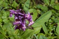 Dactylorhiza elata, a beautiful red flower.