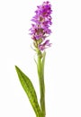 Dactylorhiza