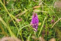 Dactylorhiza maculata aka spotted orchid blooming in a Dutch meadow