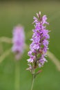 Dactylorhiza maculata