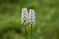 Dactylorhiza maculata