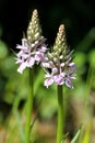 Dactylorhiza maculata, Heath spotted orchid