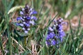 Dactylorhiza majalis - endangered spiece of wild orchid western marsh orchid, broad-leaved marsh orch., fan orch., common marsh Royalty Free Stock Photo