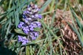 Dactylorhiza majalis - endangered spiece of wild orchid western marsh orchid, broad-leaved marsh orch., fan orch Royalty Free Stock Photo