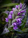 Dactylorhiza majalis, flower of wild orchid.