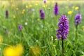 Dactylorhiza majalis on spring meadow.