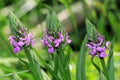 Dactylorhiza majalis is a terrestrial Eurasian orchid