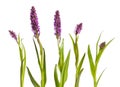 Dactylorhiza majalis, western marsh orchid, broad-leaved marsh o