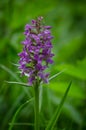 Dactylorhiza majalis, western marsh orchid