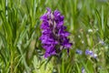 Dactylorhiza majalis wild flowering orchid flowers on meadow, group of bright purple flowers in bloom Royalty Free Stock Photo