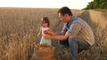 Dad is an agronomist and small child is playing with grain in a bag on wheat field. father farmer plays with little son