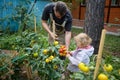 Dad and daughter are picking tomatoes. portrait of farmers family , dad and daughter holding boxes with fresh vegetables Royalty Free Stock Photo