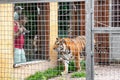 Dad and kid standing in zoo and looking at tiger in cage