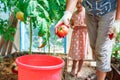 Dad and little daughter harvest red ripe tomatoes in greenhouse on family farm Royalty Free Stock Photo