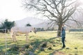 Dad with a little girl on his shoulders stands on a green pasture near a white horse behind a fence Royalty Free Stock Photo