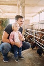 Dad squatted hugging a little girl in front of a corral with goat kids Royalty Free Stock Photo