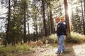 Dad walking in forest with toddler daughter in baby carrier Royalty Free Stock Photo