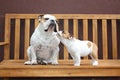 Daddy and baby English bulldogs Royalty Free Stock Photo