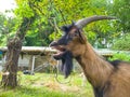 Daddy goat talking Royalty Free Stock Photo