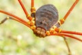 Daddy Long Leg Spider Close Up Royalty Free Stock Photo