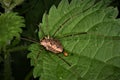 Daddy long-leg spider Opiliones Royalty Free Stock Photo