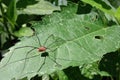 Daddy Longleg spider resting on leaf Royalty Free Stock Photo