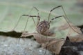 Daddy long legs on a dry leaf Royalty Free Stock Photo