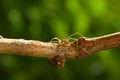 Daddy long legs hidden on tree branch