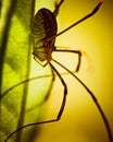 Daddy Long Legs on leaf Royalty Free Stock Photo