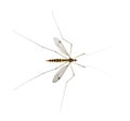 Daddy long legs, mosquito