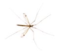 Daddy long legs, mosquito, - nephrotoma scalaris