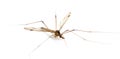 Daddy long legs, mosquito, - nephrotoma scalaris