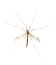 Daddy long legs, mosquito, - nephrotoma scalaris