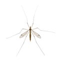 Daddy long legs, mosquito, - nephrotoma scalaris