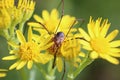 Daddy Long Legs on Ragworts