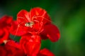 Daddy Long Legs on Red Flower Royalty Free Stock Photo
