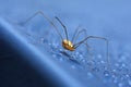 Daddy long legs spider Royalty Free Stock Photo