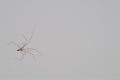 Daddy Long legs - Spider