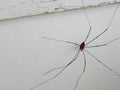 Daddy long legs spider