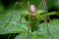 Daddy Long-legs Spider Royalty Free Stock Photo