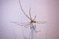 Daddy Long Legs spider. Royalty Free Stock Photo