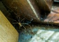 Daddy long legs spider in its web, common house spider, Cannibalistic specie when food is scares Royalty Free Stock Photo