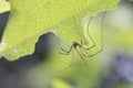 Daddy long legs spider on a leaf Royalty Free Stock Photo