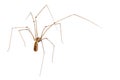 Daddy Long Legs Spider Royalty Free Stock Photo